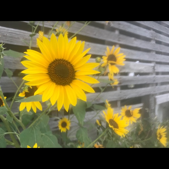 Meet your Posh Ambassador, Paula - Picture 16 of 16